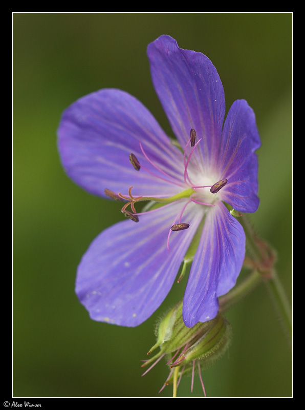 Unknown Flower