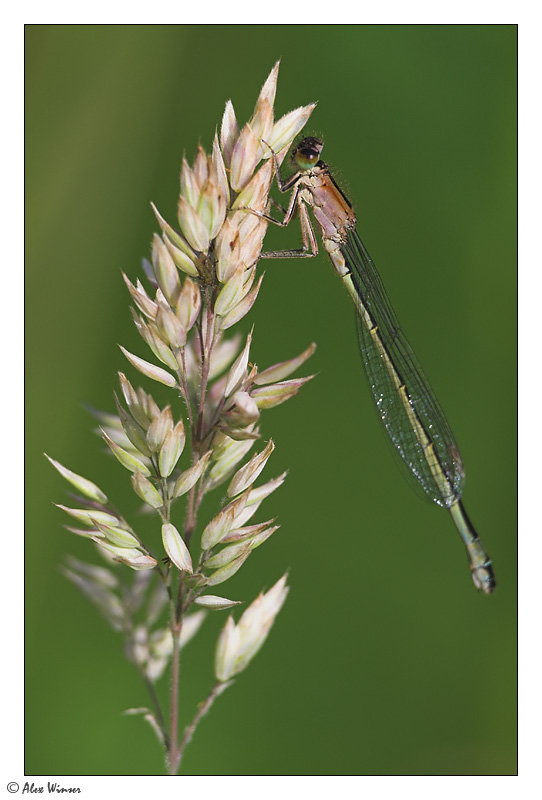 Blue Tailed