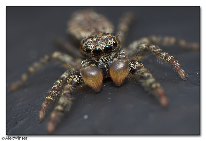 Jumping Spider