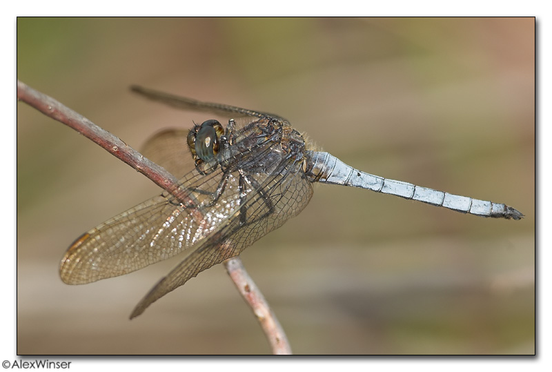 Keeled Skimmer