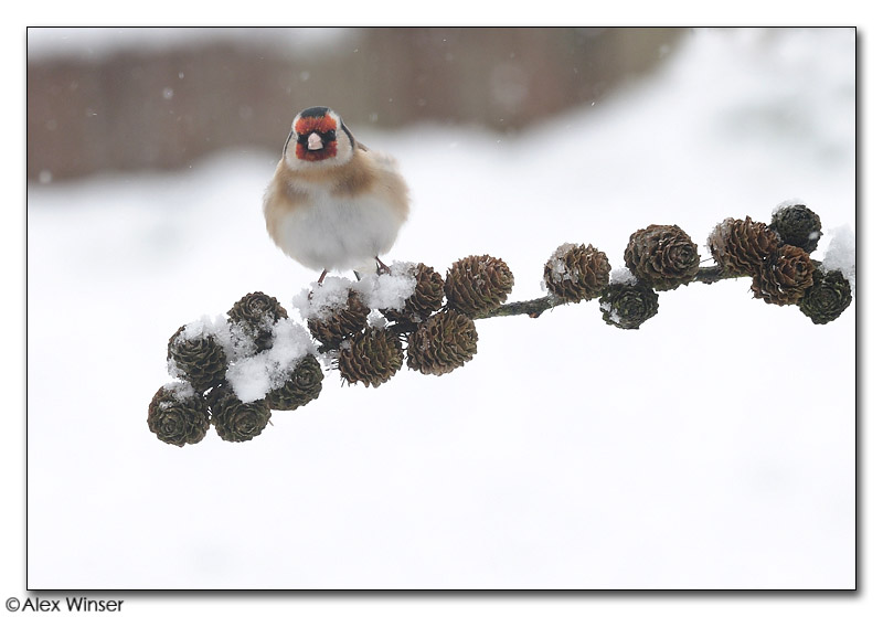 Goldfinch