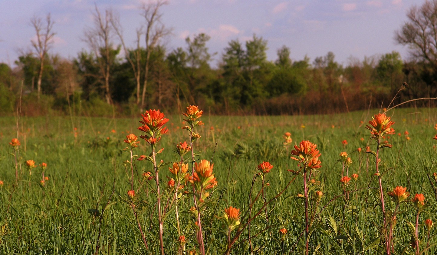 Castilleja coccinea