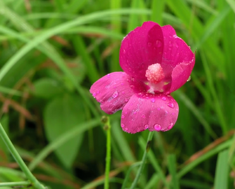Callirhoe digitata