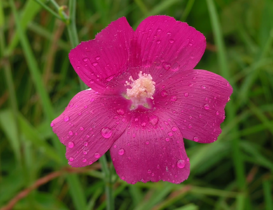 Callirhoe digitata