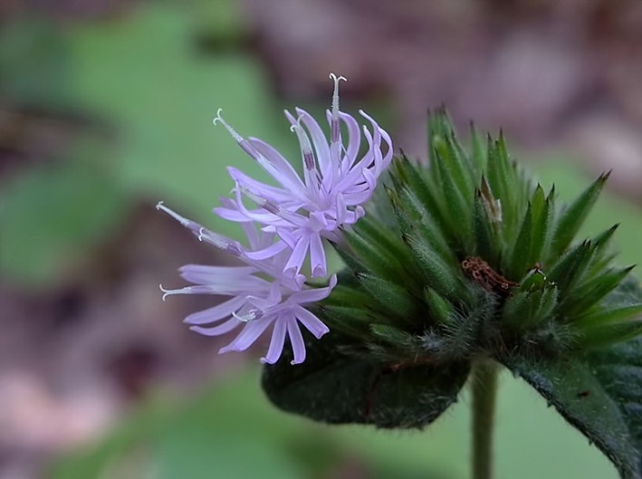 Elephantopus tomentosus