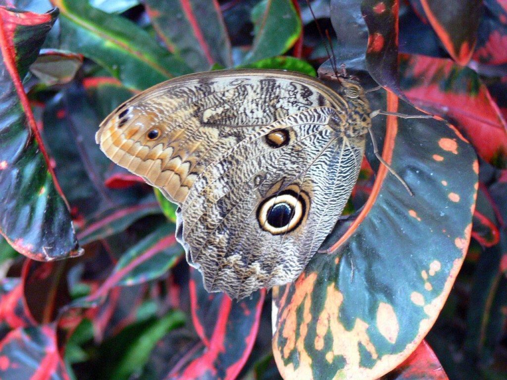 The Butterfly Conservatory at Niagara Falls