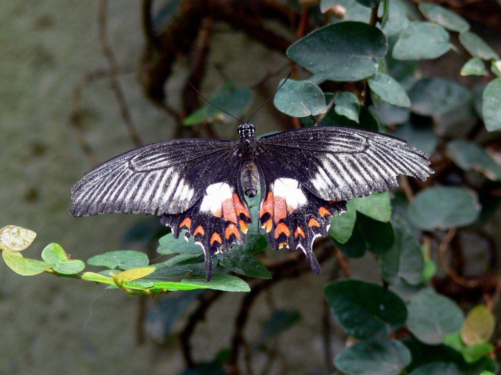 The Butterfly Conservatory at Niagara Falls