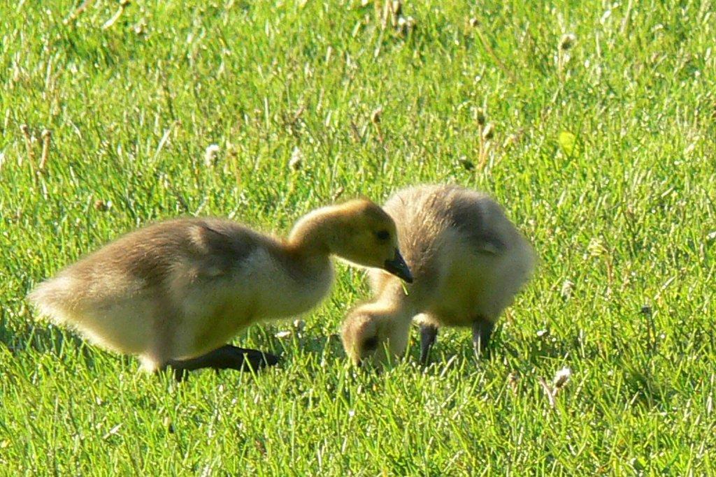 Canada Geese chicks.....