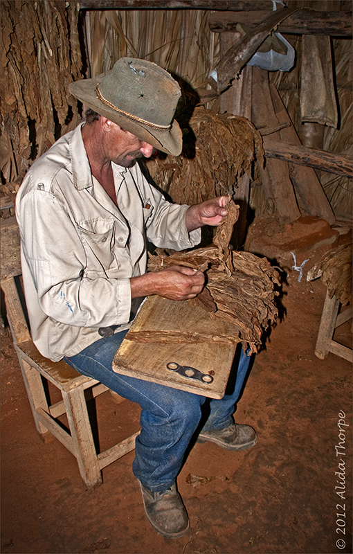 tobacco farmer  