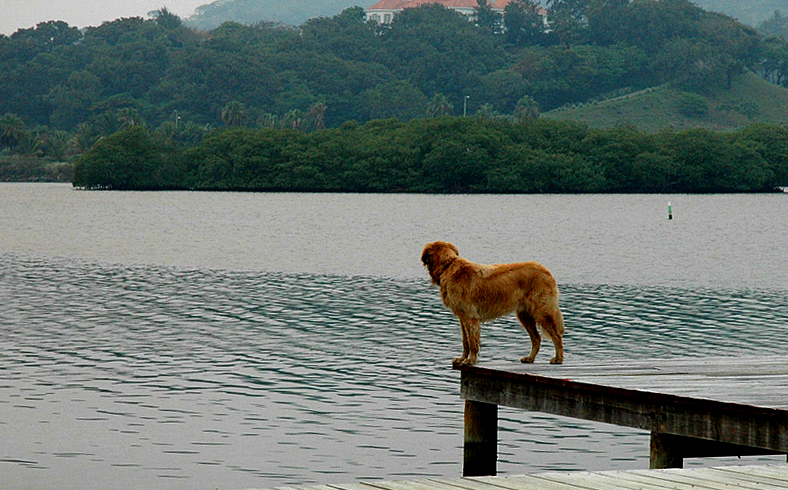 pooch waiting for the dive boats