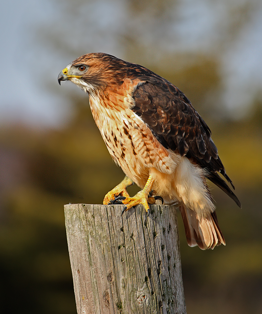 Redtailed Hawk