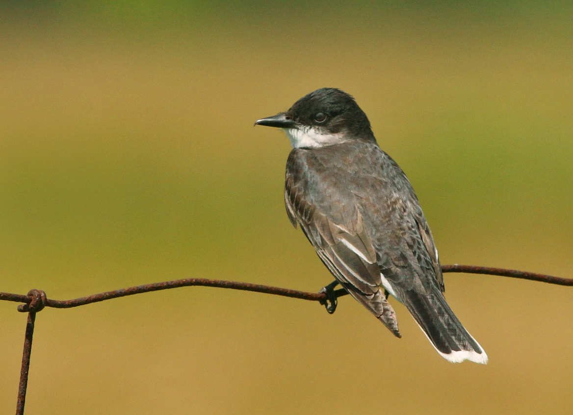 Eastern King Bird