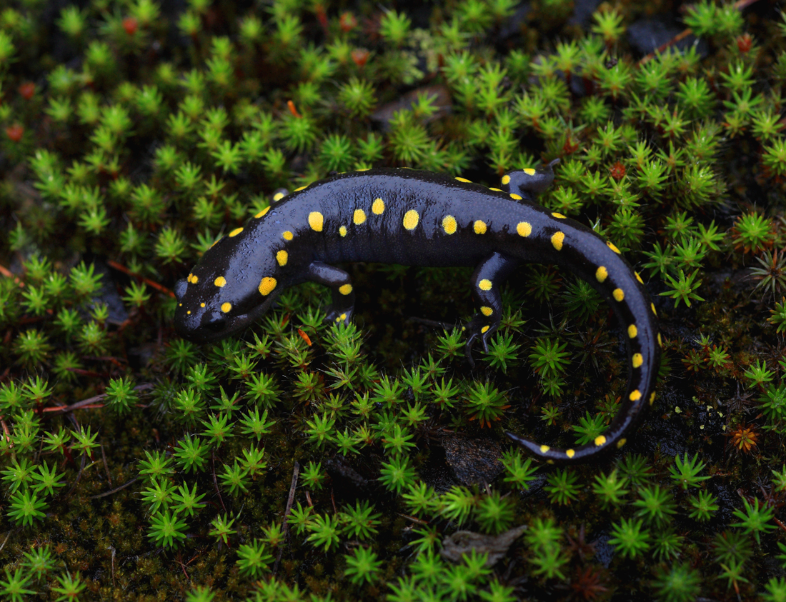 Yellow Spotted Salamander