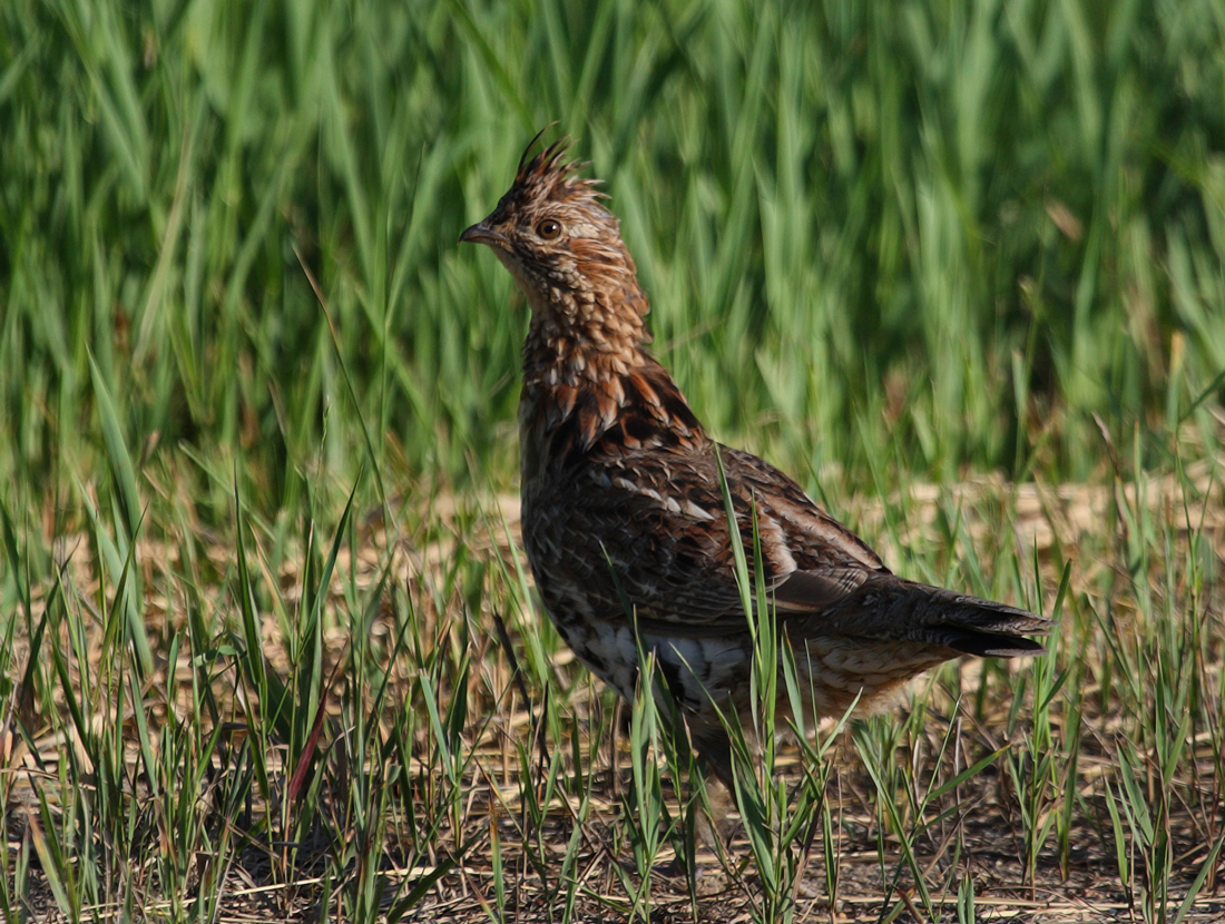 Ruffed Grouse