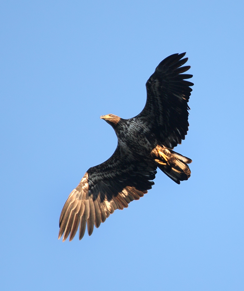 Immature Bald Eagle