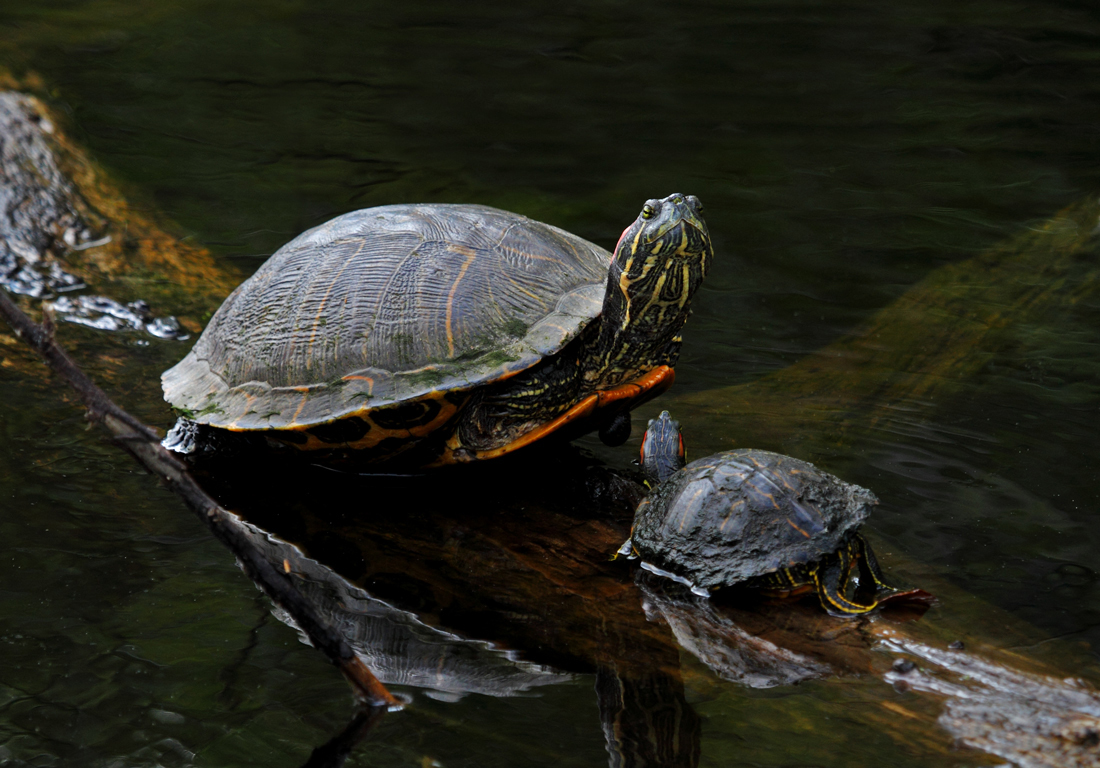 Red eared Sliders