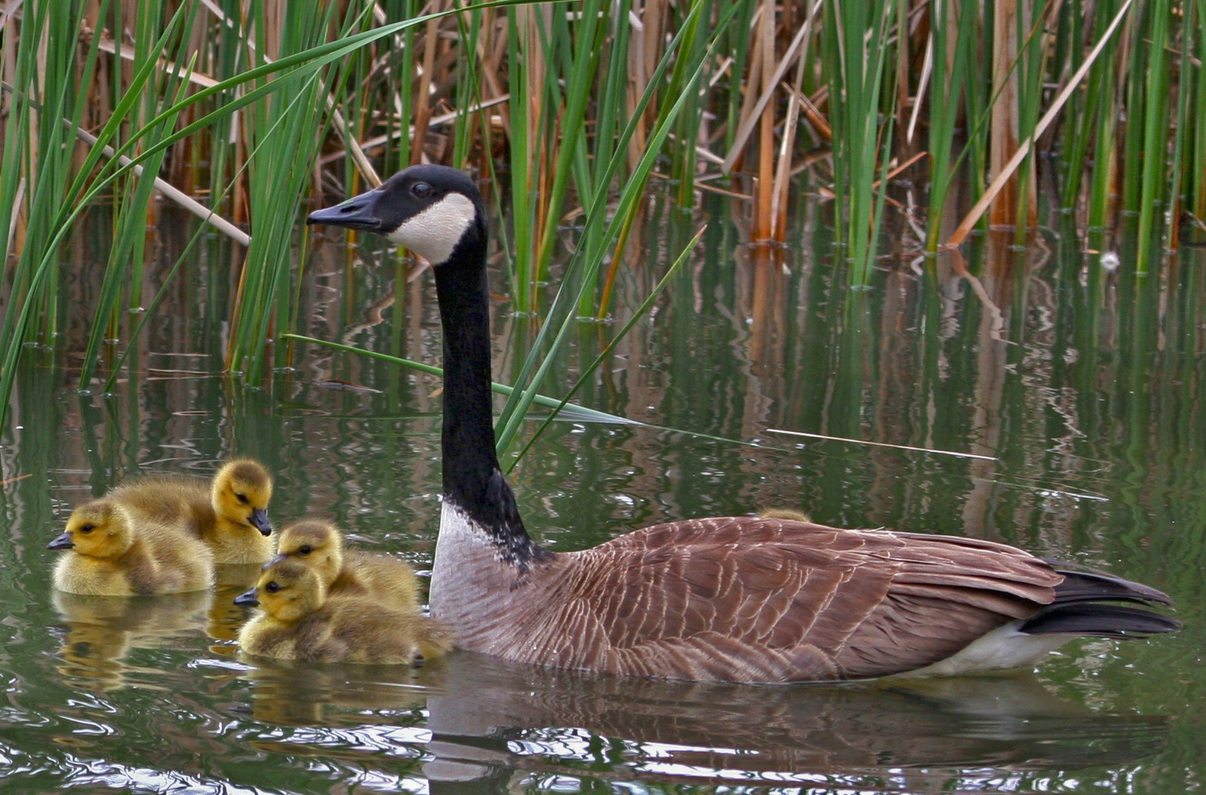 Goose & goslings