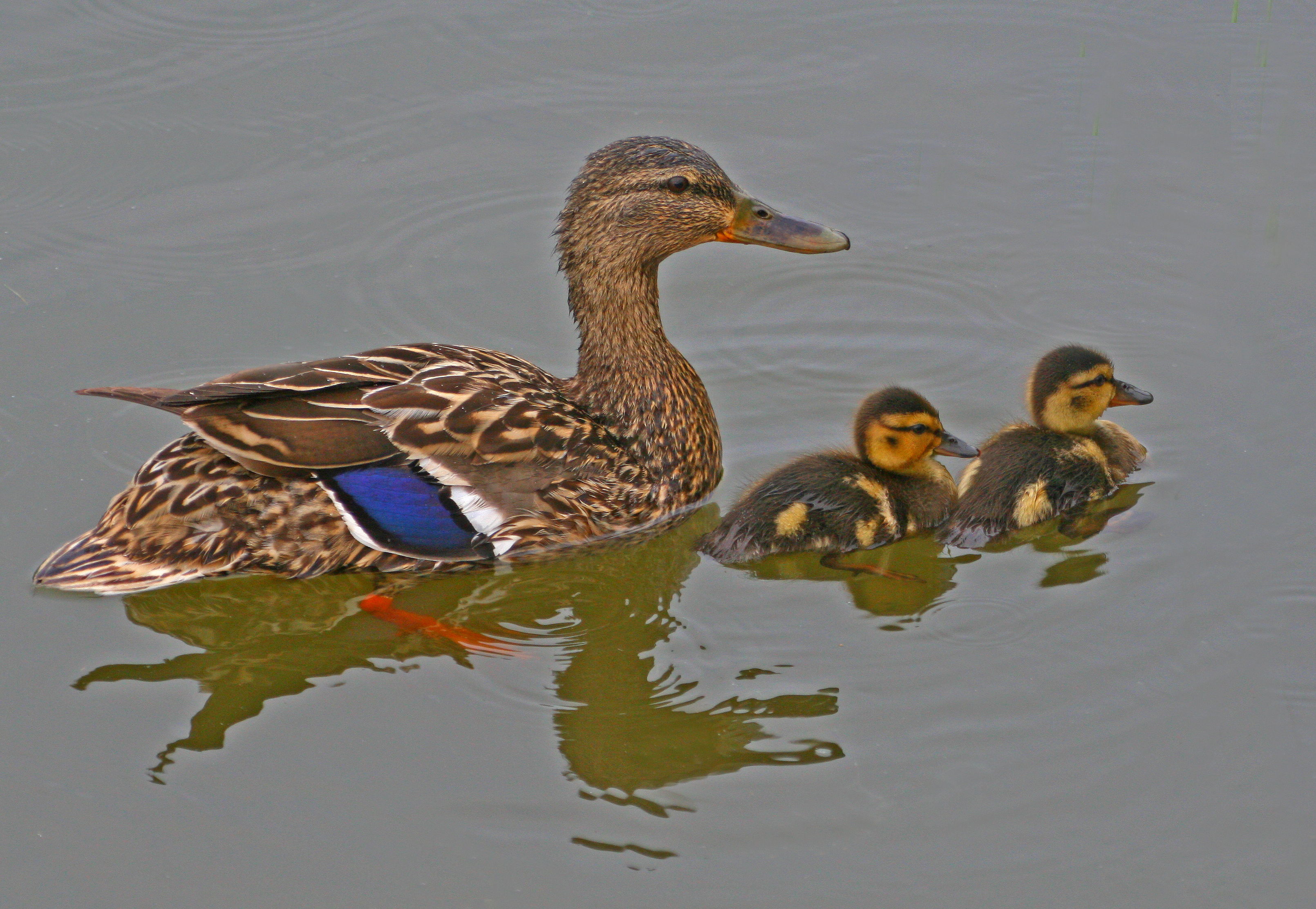 Female Mallard Duck & ducklings