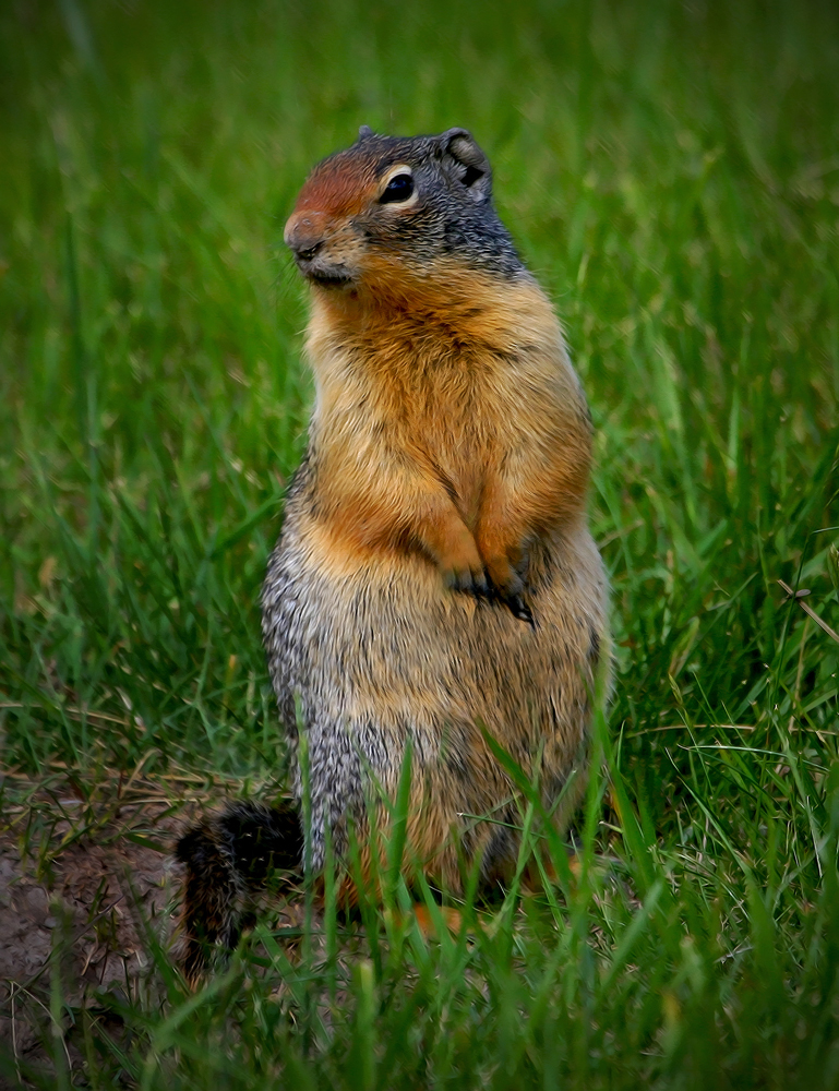 ColumbianGround Squirrel