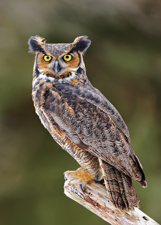 Great Horned Owl