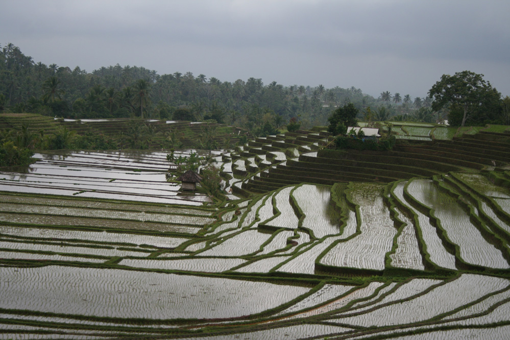 Rice terraces