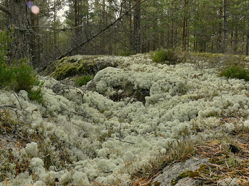 Fnsterlav - Cladonia stellaris - Star-tipped reindeer lichen