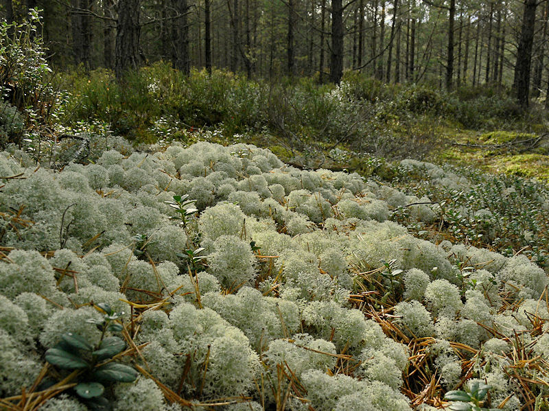 Fnsterlav - Cladonia stellaris - Star-tipped reindeer lichen