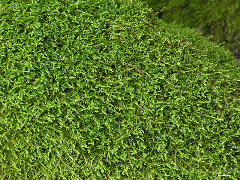 Hypnum cupressiforme - Cypressflta - Cypress-leaved Plait-moss