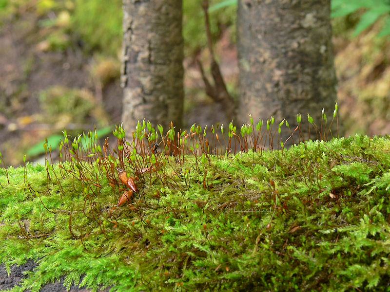 Hypnum cupressiforme - Cypressflta - Cypress-leaved Plait-moss