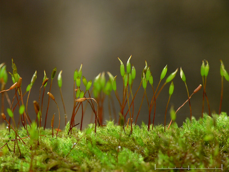 Hypnum cupressiforme - Cypressflta - Cypress-leaved Plait-moss