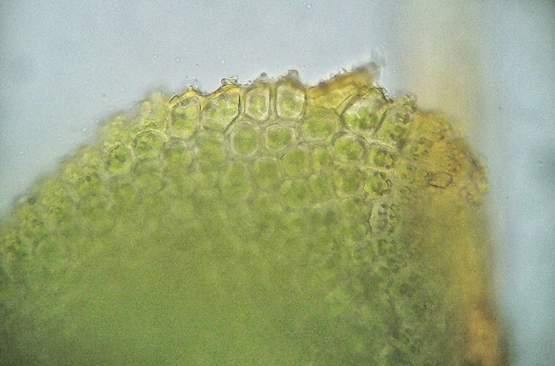 Syntrichia ruralis - Takmossa - Great Hairy Screw-moss