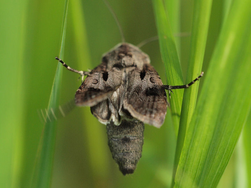 kerjordfly - Agrotis exclamationis - Heart and Dart