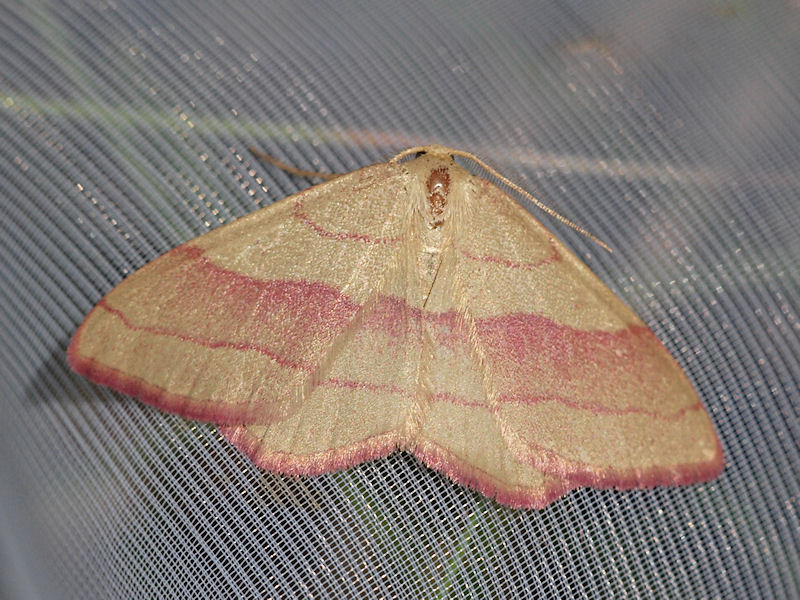 Ldermtare - Rhodostrophia vibicaria - Common pink-barred