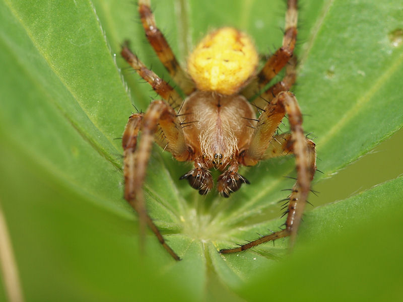 Kvadratspindel - Araneus quadratus - Four spot orb weaver