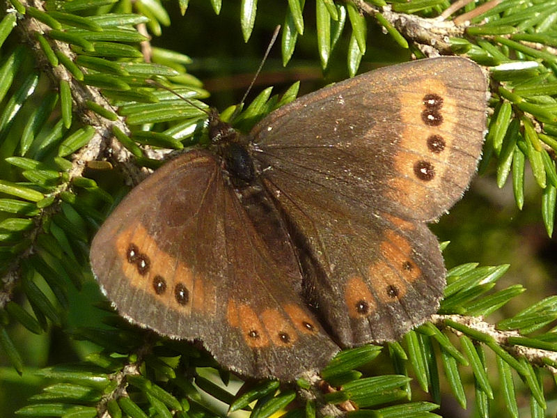 Skogsgrsfjril - Erebia  ligea - Arran Brown