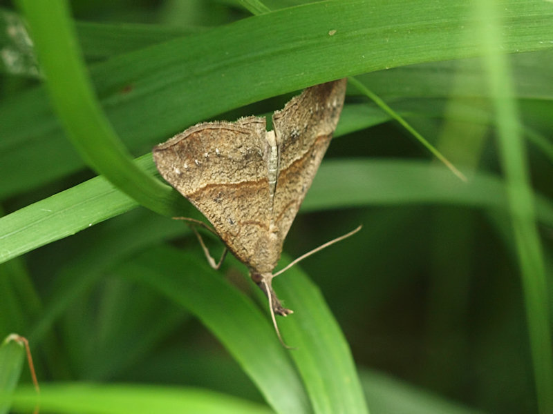 Brunstreckat nbbfly - Hypena proboscidalis - Snout