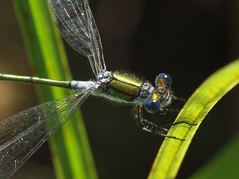 Pudrad smaragdflickslnda - Lestes sponsa - Common Spreadwing