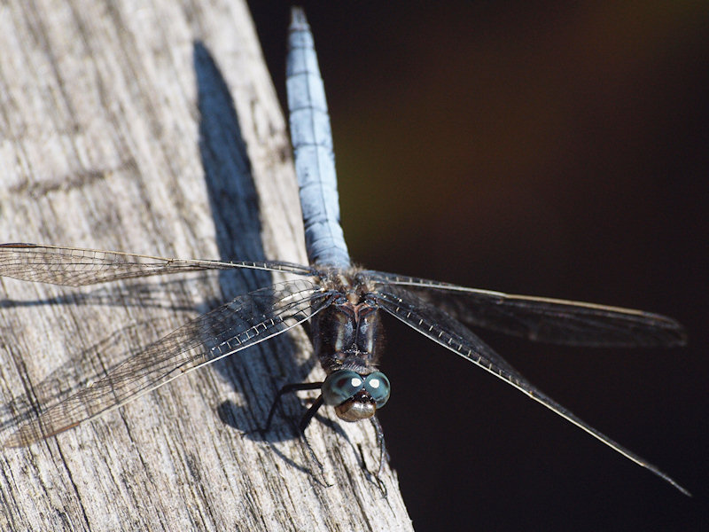 Mindre sjtrollslnda - Orthetrum coerulescens - Keeled Skimmer