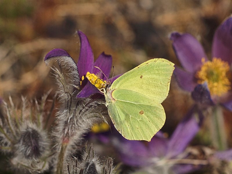 Citronfjril - Gonepteryx rhamni - Brimstone Butterfly