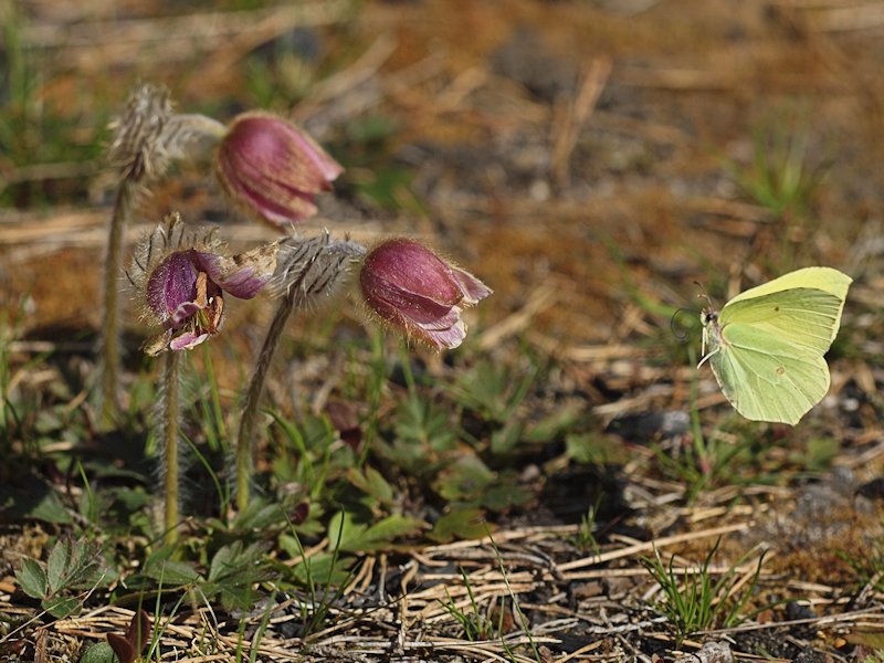 Citronfjril - Gonepteryx rhamni - Brimstone Butterfly