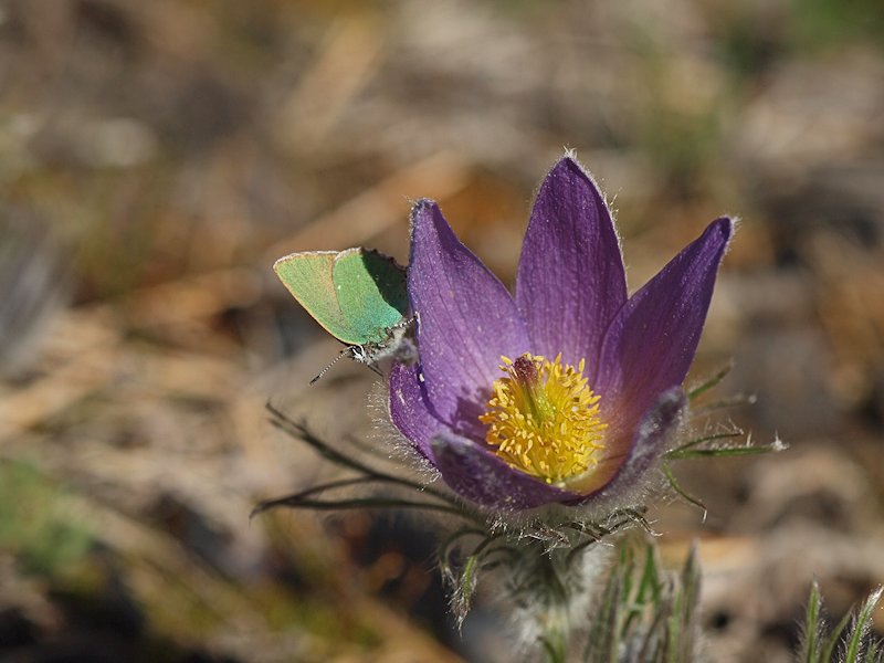 Grnsnabbvinge - Callophrys rubi - Green Hairstreak