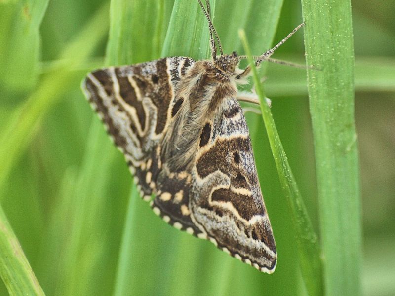 Vitbrokigt sltterfly - Callistege mi - Mother Shipton