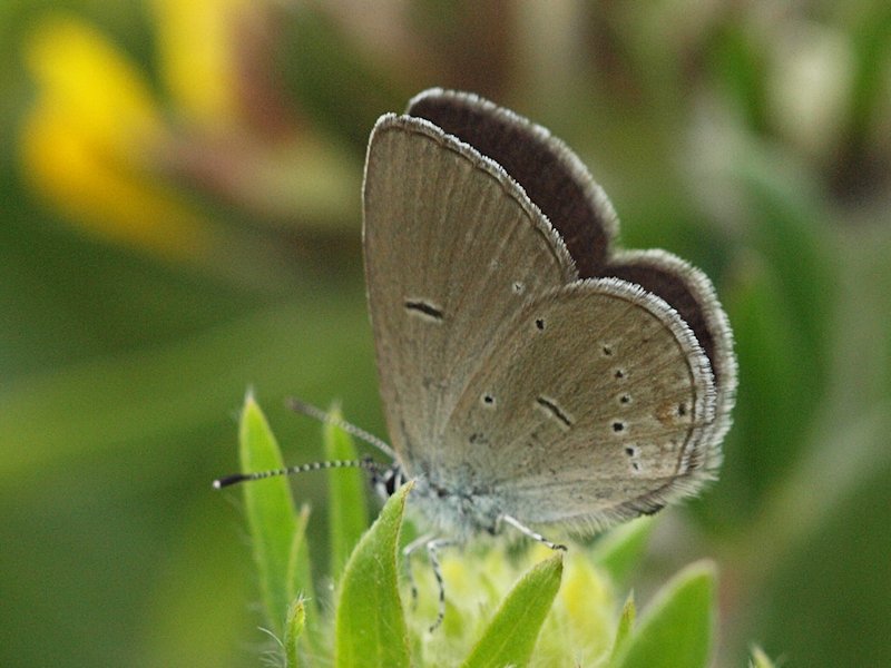 Mindre blvinge - Cupido minimus - Small Blue