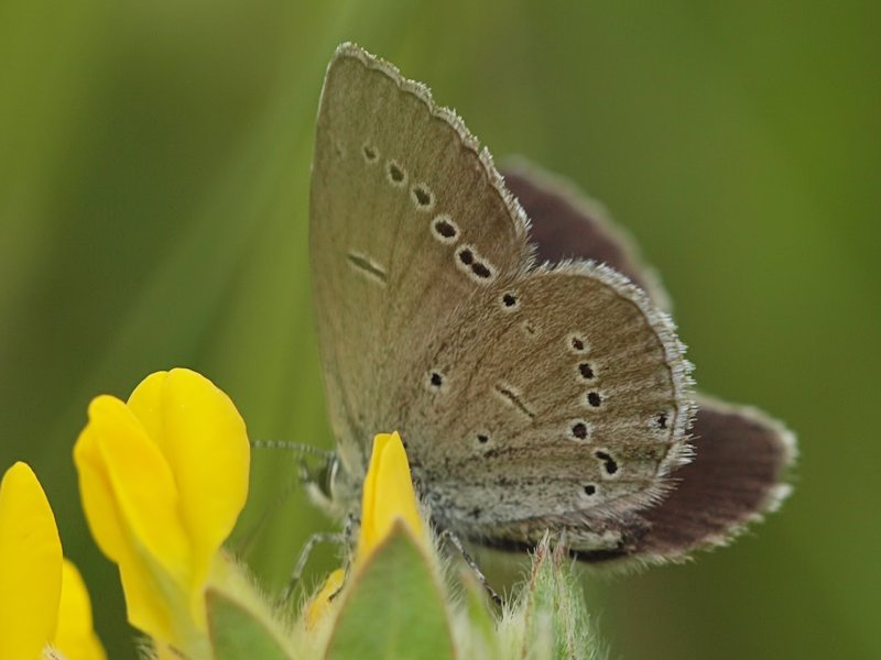 Mindre blvinge - Cupido minimus - Small Blue