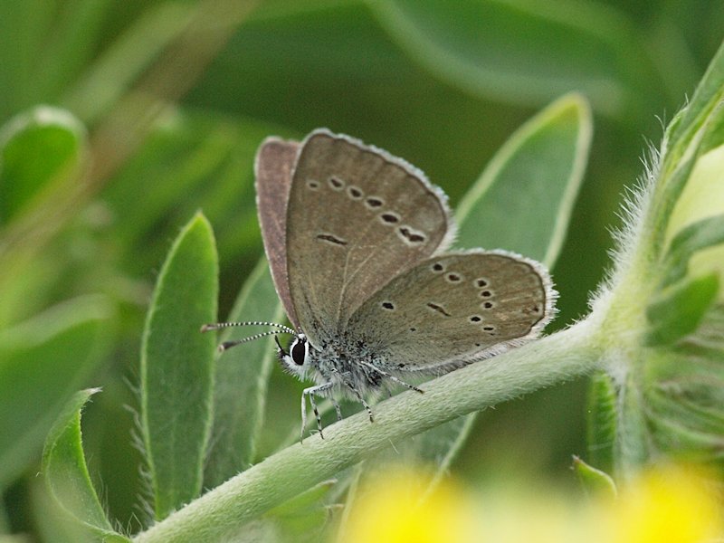 Mindre blvinge - Cupido minimus - Small Blue