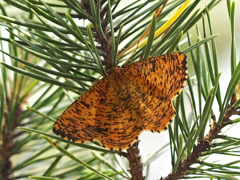 Plommonmtare - Angerona prunaria - Orange moth