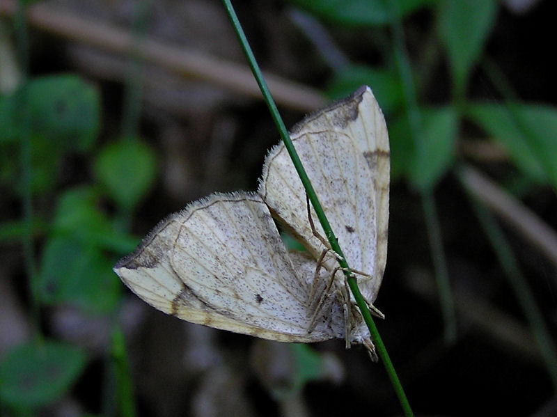 Blbrsparkmtare - Eulithis populata - Northern Spinach