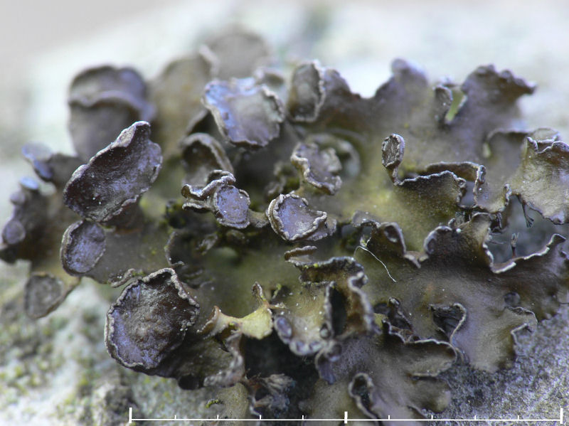 Grdsgrdslav - Cetraria sepincola - Chestnut wrinkle-lichen