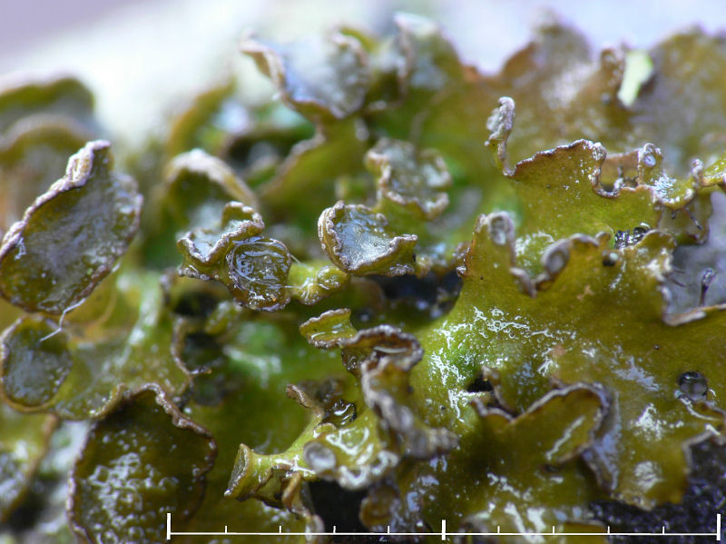 Grdsgrdslav - Cetraria sepincola - Chestnut wrinkle-lichen