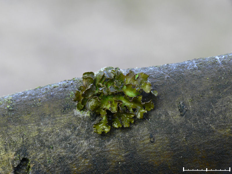 Grdsgrdslav - Cetraria sepincola - Chestnut wrinkle-lichen